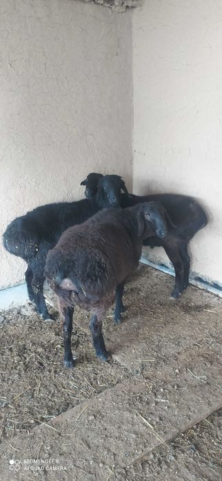 Qochqorla sotaman 3ta