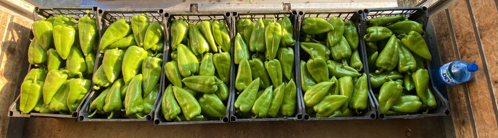 Пипер Капия Големи количества!