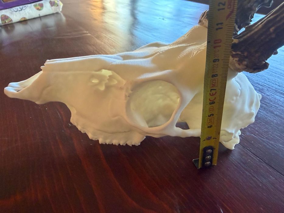 Cap căprior 3d craniu