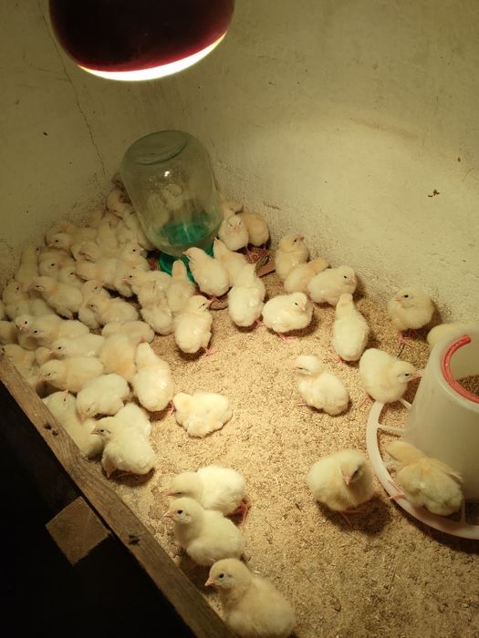 Продам домашних бройлеров
