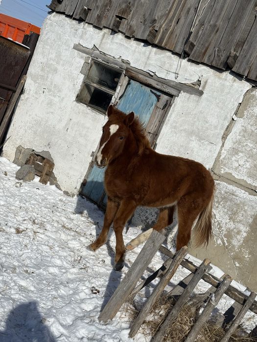 Продам Еркек Жабагы