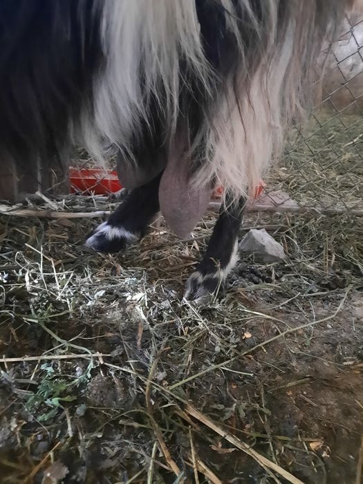 De vânzare capră bună de lapte