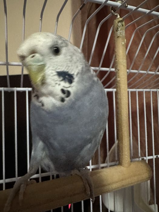 Vand papagal budgie