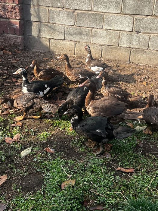 Яйцо для инкубации индоуток