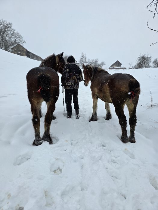 Cai de vânzare!  Foarte cuminți!
