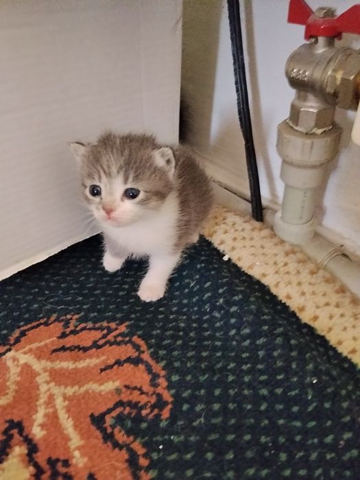 Отдам котят в хорошие руки