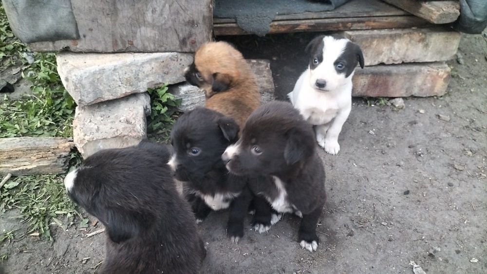 Щенки не от малой собаки