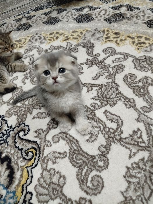 Сотилади тоза зоти онаси фолд отаси Шиншилла  1ярим ойли