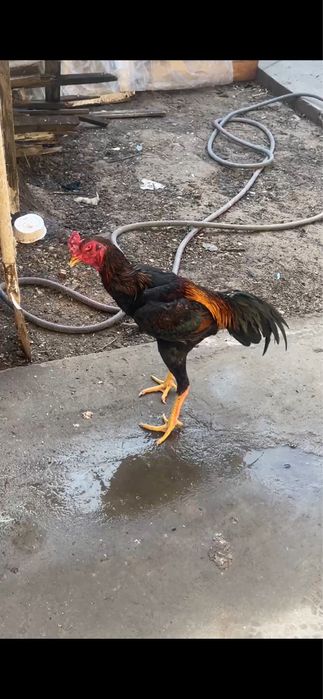 майда чиккан жожа сотилади