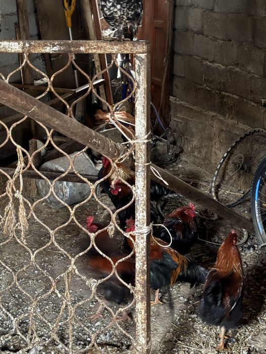 Қораздар сатылады срочна