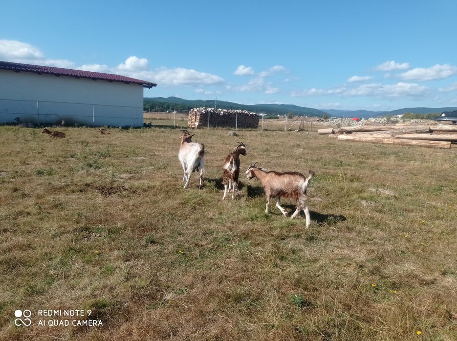 Iezi și capre de vanzare