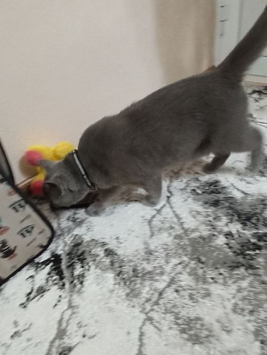 Mushuk qornida bolasi bor