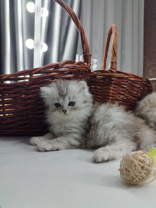 Продаю шотландских котят