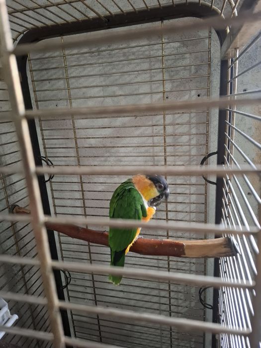 Femelă Caique...