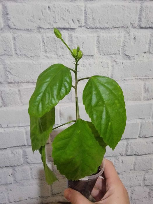 Комнатные цветы. Гибискусы.