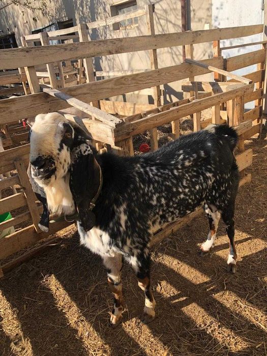 Теке битал 3 жасар