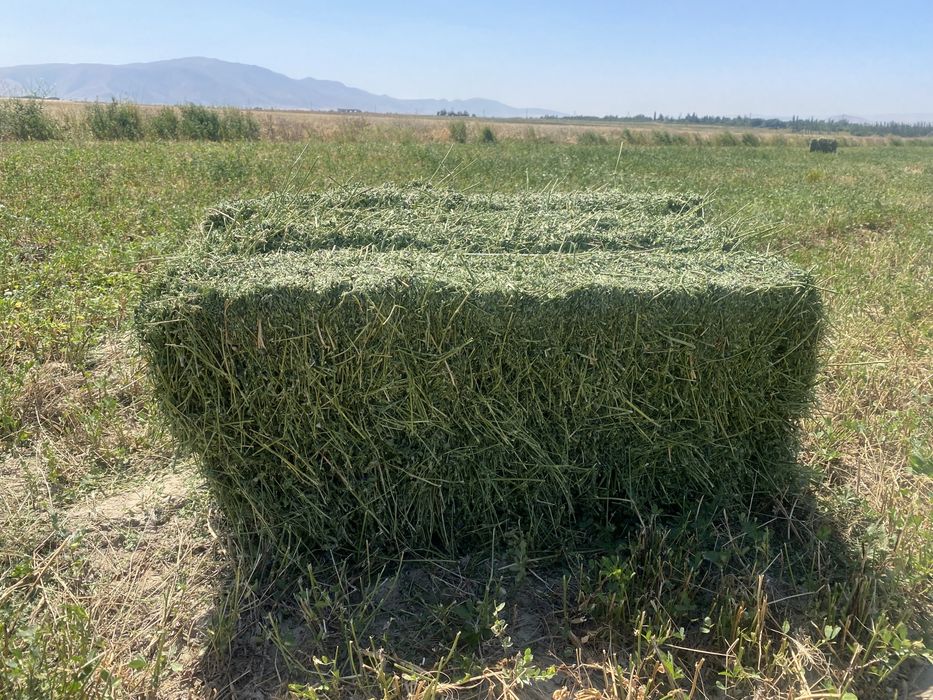 Фазенда, қонақ үй жайы сатылады немесе жалға беріледі!!!