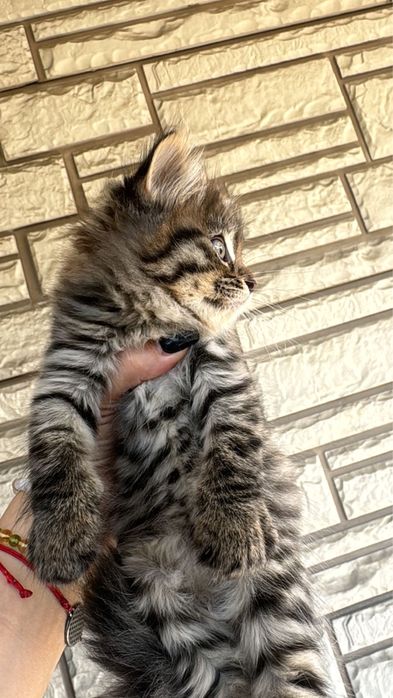 Котята в хорошие руки