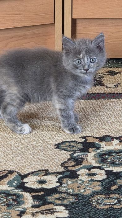 Отдам котят в добрые руки
