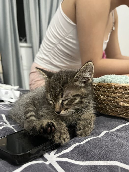 Отдам котёнка бесплатно