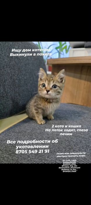Отдам котиков и кошечку в добрые ручки.