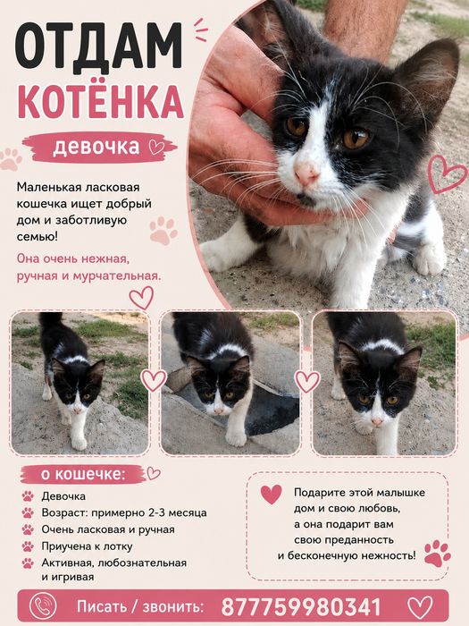 Отдам котят бесплатно