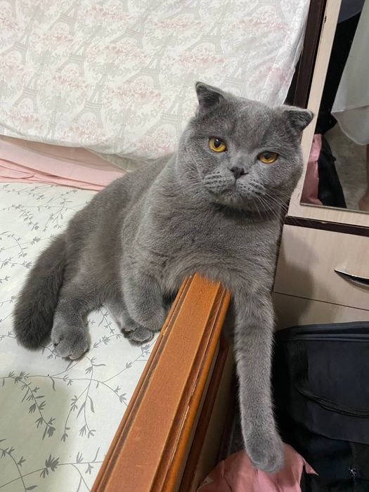 Вязка Скоттиш фолд Симба