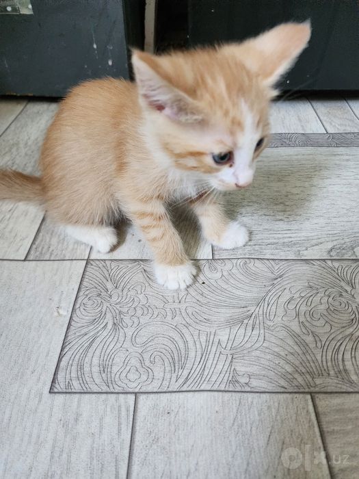 Котёнки 5 штук отдам даром