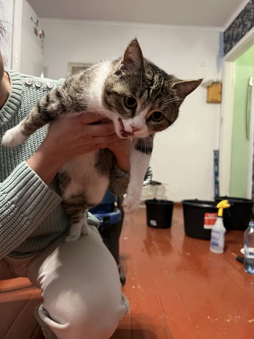 Кошечка ищет дом