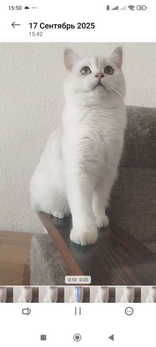 Сотилади Британский Шиншилла Чистокровный УГЛ БОЛА