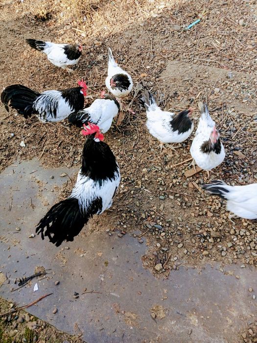 De vînzare cocoș rasa Lakenfelder