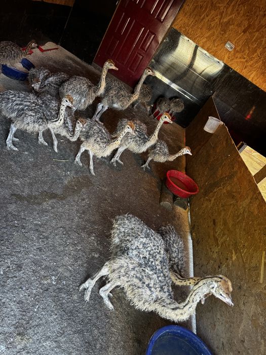 Pui de strut de vanzare