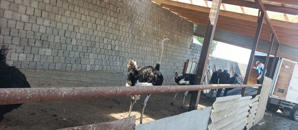 Продаю  шесть страус