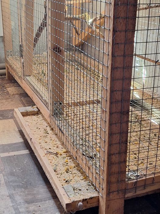Продам пару корелл  с большой клеткой