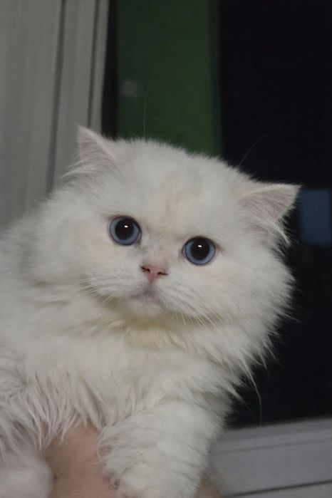 British longhair cu pedigree