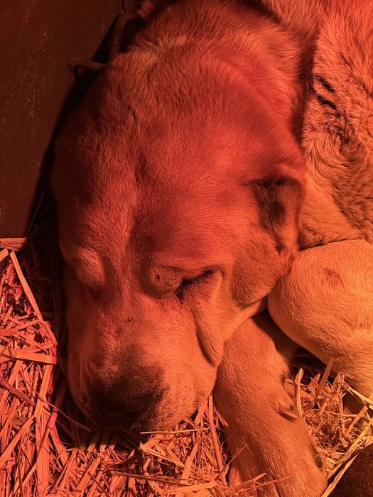 Алабай/тобет/ сао