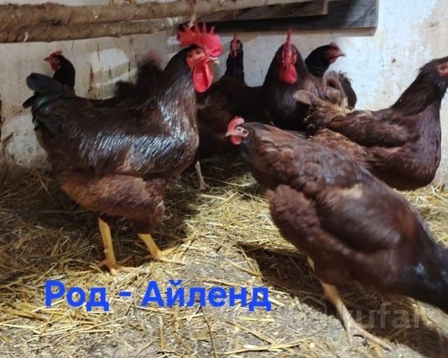 Род айленд балапандар