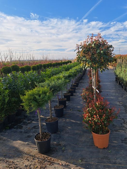 Tuia Leylandy Magnoli Platan Mesteacan etc