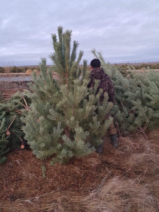 Елки в наличии по 5000