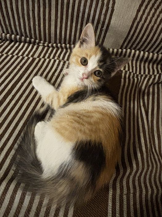 котенок в добрые руки