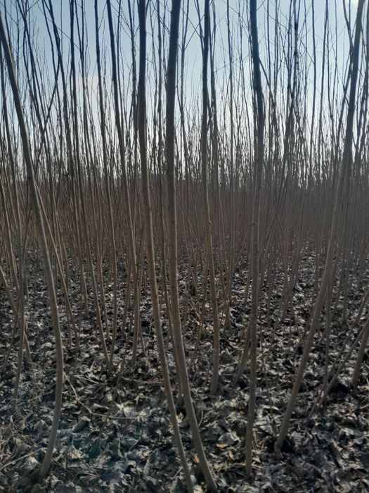 kaliforni kochatlari bor 1yilik 900so'm