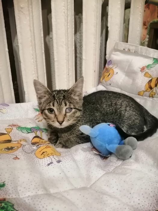 Котёнок срочно ищет дом