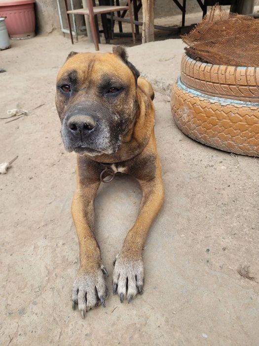 Продаёться стапр послушный и добрый  800.000 договорная