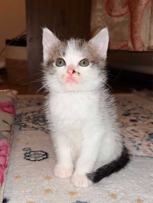 Отдам котят в хорошие руки