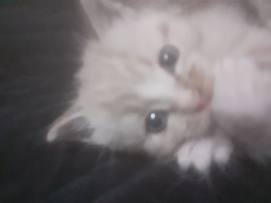 Продам шотландских котят.