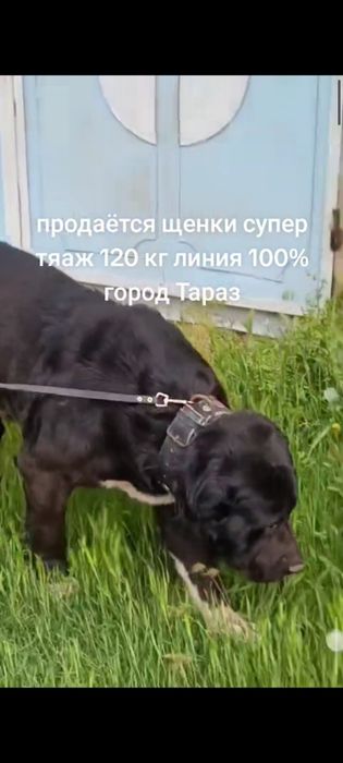 Продажа щенки алабая