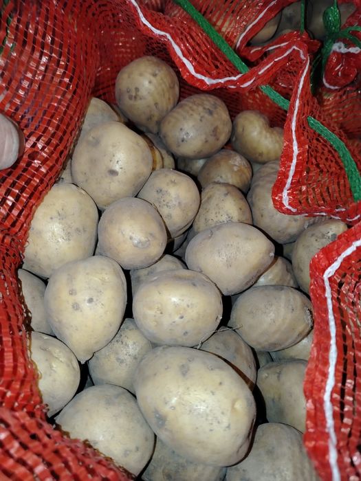 Продам семенной картофель