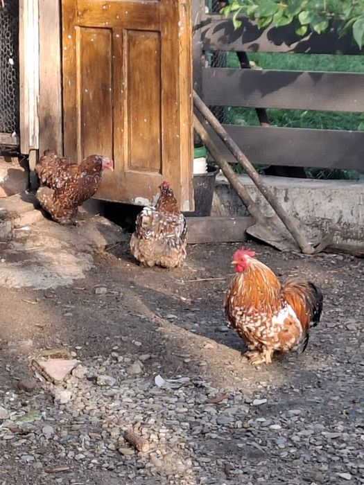 Cocoși conchinchina pitic