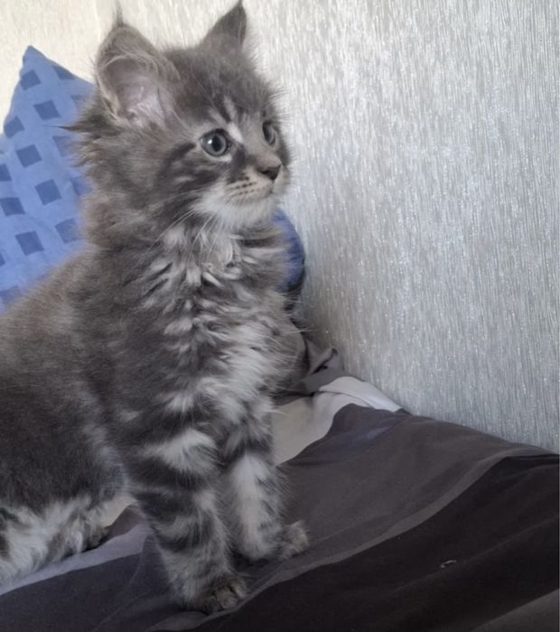 Мейн Куны  девочки