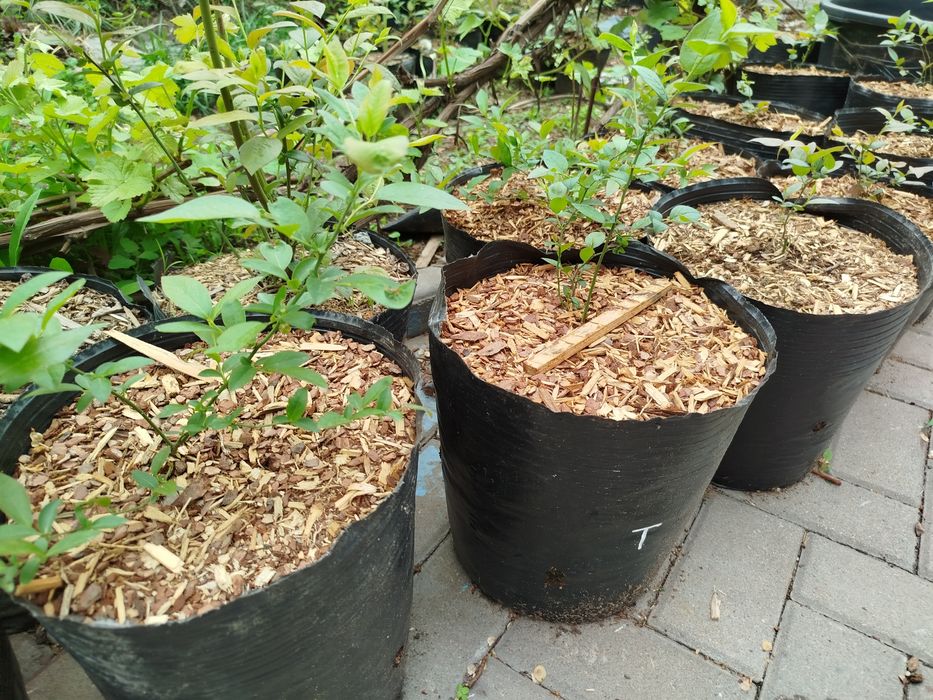 Продам саженцы Голубики